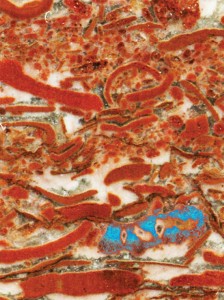 Imagen de una caliza con fósiles. El fósil "interesante" está resaltado en color azul. Créditos: Maloof Lab/Situ Studio