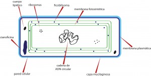 Estructura básica de una cianobacteria