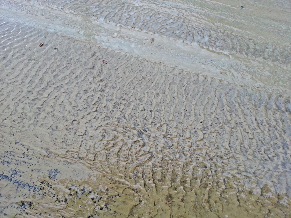Campo de ripples formadas sobre una calle junto al cauce del río Segura. Campo de ripples formadas sobre una calle junto al cauce del río Segura.