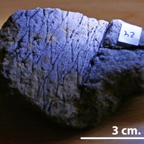 fósil de Lepidodendron del Carbonífero de la provincia de Córdoba.