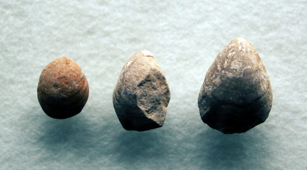 terebra2