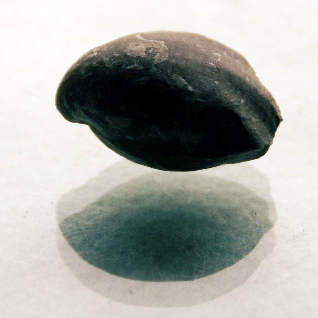 terebra3