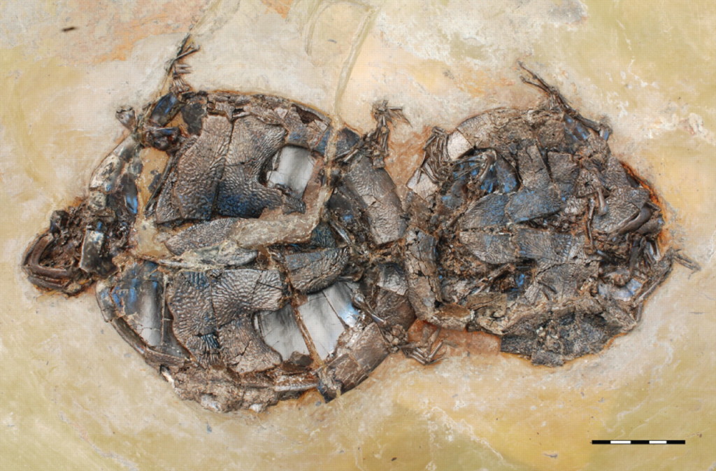 Coitus Interruptus en el Eoceno. Estas tortugas murieron mientras su piel iba absorbiendo sustancias tóxicas a través de la piel llegadas al agua porque seguramente estaban en un lago de origen volcánico. Walter G. Joyce, Norbert Micklich, Stephan F. K. Schaal, Torsten M. Scheyer.