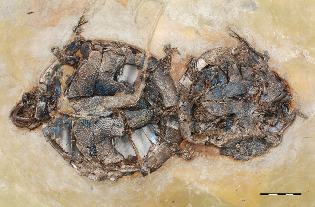 Coitus Interruptus en el Eoceno. Estas tortugas murieron mientras su piel iba absorviendo sustancias tóxicas a través de la piel llegadas al agua porque seguramente estaban en un lago de origen volcánico. Walter G. Joyce, Norbert Micklich, Stephan F. K. Schaal, Torsten M. Scheyer.